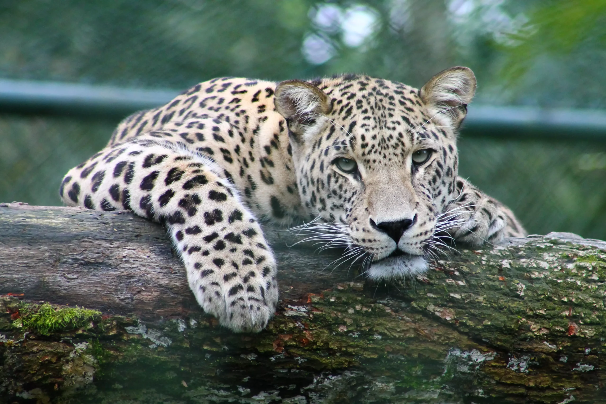 Sri Lankan leopard at Yala national park in Sri Lanka